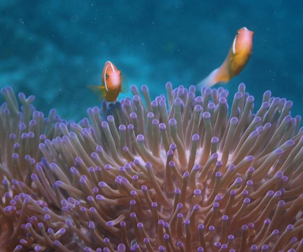 Captain Cook Cruises Fiji Celebrates Marine Month in May 